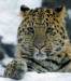 leopard skvrnity.jpg